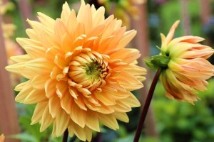 Jiřina Noordwijks Glorie